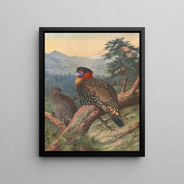 Tragopan occidental - Archibald Thorburn — indrammet kunstværk på væggen
