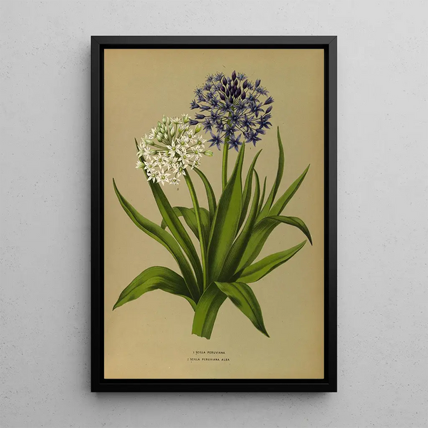 Scilla Peruviana 2 Scilla Peruviana Alba - Arentina Hendrica Arendsen — indrammet kunstværk på væggen