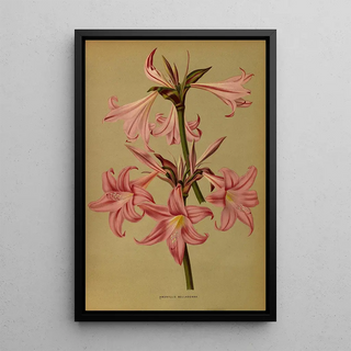 Arentina Hendrica Arendsen - Amaryllis Belladonna.webp