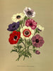 Anémone coronaria Enkle anemoner - Arentina Hendrica Arendsen — visning af kunstværket