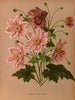Anémone japonica Rosea - Arentina Hendrica Arendsen — visning af kunstværket