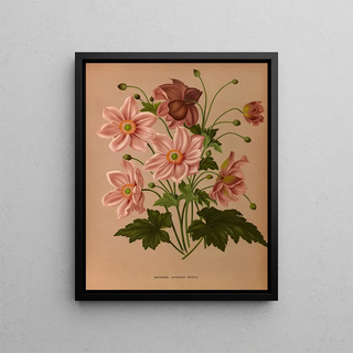 Arentina Hendrica Arendsen - Anemone Japonica Rosea.webp