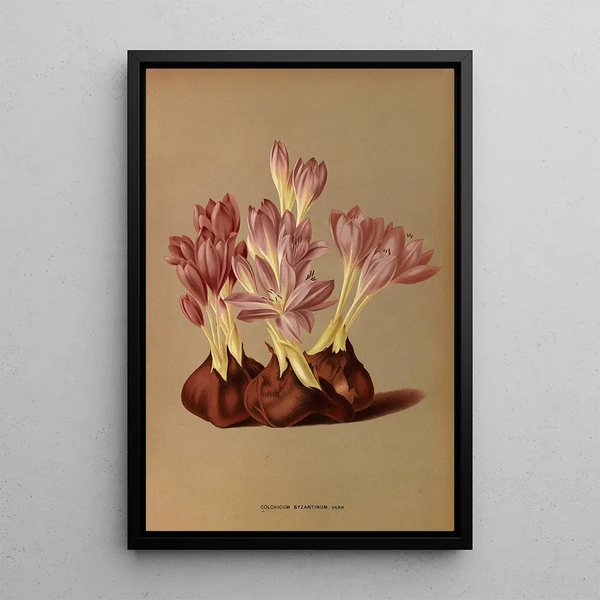 Reproduktion af maleriet Colchicum Byzantinum Varr - Arentina Hendrica Arendsen