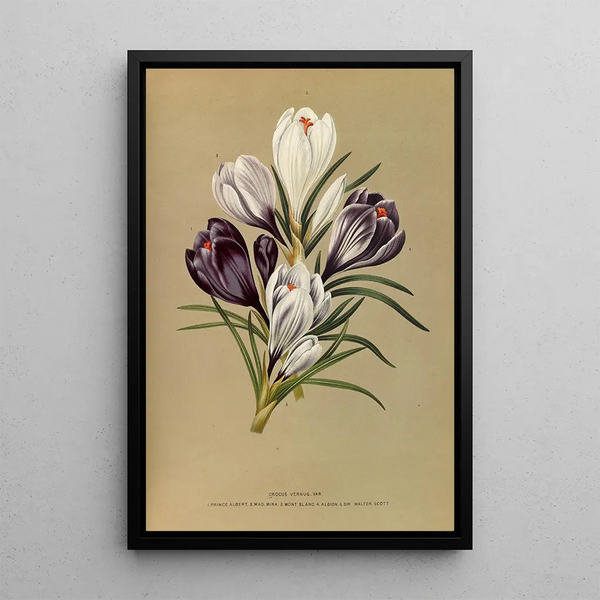 Reproduktion af maleriet Crocus Vernus Var - Arentina Hendrica Arendsen