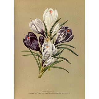 Arentina Hendrica Arendsen - Crocus Vernus Var.webp