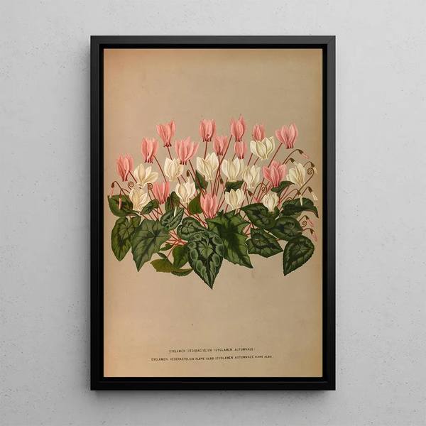 Cyclamen Hederaefolium Cyclamen Autumnale - Arentina Hendrica Arendsen — indrammet kunstværk på væggen