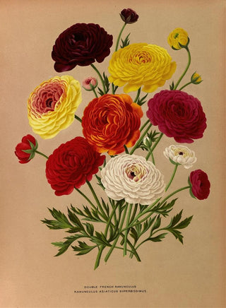 Arentina Hendrica Arendsen - Double French Ranunculus.webp