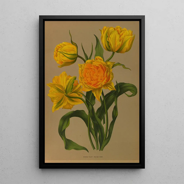 Reproduktion af maleriet Tulipe Double Gule Ros - Arentina Hendrica Arendsen