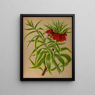 Arentina Hendrica Arendsen - Fritillaria Imperialis Foliis Aureo Variegatis.webp