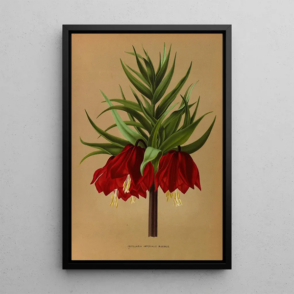 Reproduktion af maleriet Fritillaria Imperialis Maximus - Arentina Hendrica Arendsen