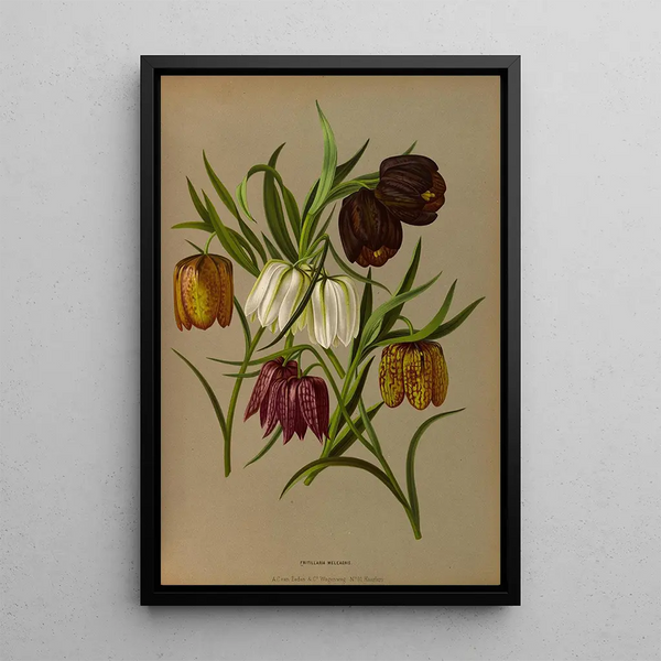 Reproduktion af maleriet Fritillaria Meleagris - Arentina Hendrica Arendsen