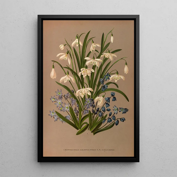 Reproduktion af maleriet Galanthus Nivalis 2 Galanthus Nivalis Fl Pl 3 Scilla Sibirica - Arentina Hendrica Arendsen