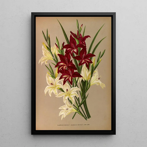Gladiolus Colvillii Gladiolus Colvillii Flore Albo - Arentina Hendrica Arendsen — indrammet kunstværk på væggen