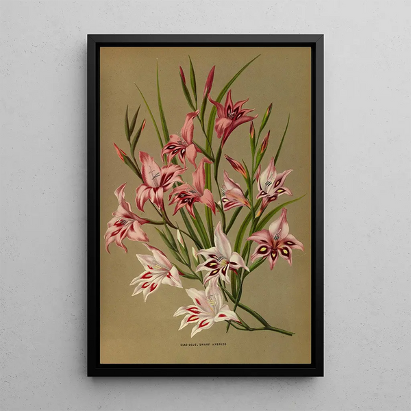 Gladiolus Nains Hybrides - Arentina Hendrica Arendsen — indrammet kunstværk på væggen