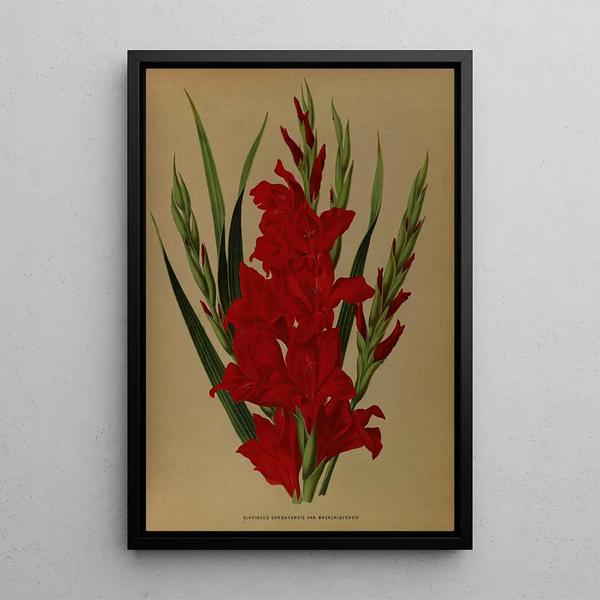Gladiolus Gandavensis Var Brench Leyensis - Arentina Hendrica Arendsen — indrammet kunstværk på væggen