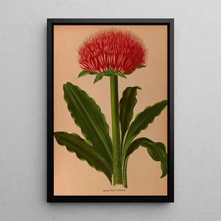 Arentina Hendrica Arendsen - Haemanthus Puniceus.webp