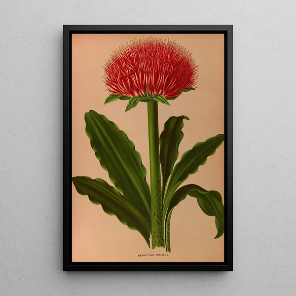 Haemanthus Puniceus - Arentina Hendrica Arendsen — indrammet kunstværk på væggen