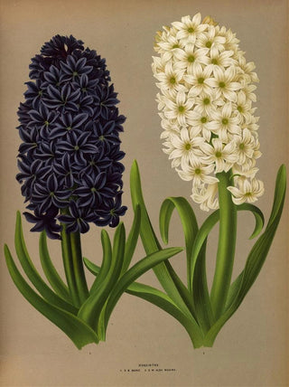 Arentina Hendrica Arendsen - Hyacinths 11.webp