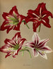 Amaryllis hybrid - Arentina Hendrica Arendsen — visning af kunstværket