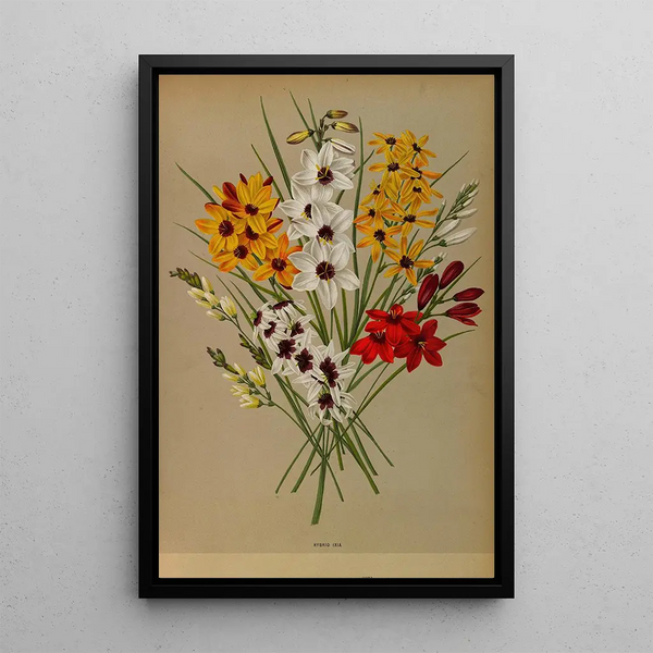 Reproduktion af maleriet Ixia Hybride - Arentina Hendrica Arendsen