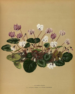 Arentina Hendrica Arendsen - I Cyclamen Atkinsii 2C Atkinsii Roseum 3CAtkinsii Purpureum.webp