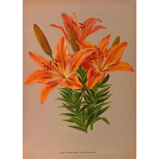 Arentina Hendrica Arendsen - Ilium Thunbergianum Aureum Maculatum.webp
