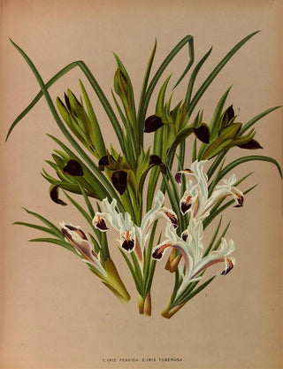 Arentina Hendrica Arendsen - Iris Persica 2 Iris Tuberosa.webp