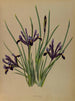 Iris réticulé - Arentina Hendrica Arendsen — visning af kunstværket
