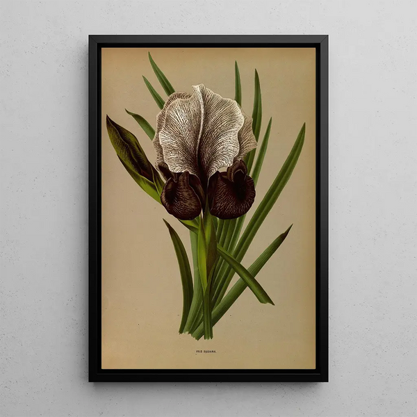 Reproduktion af maleriet Iris Susiana - Arentina Hendrica Arendsen
