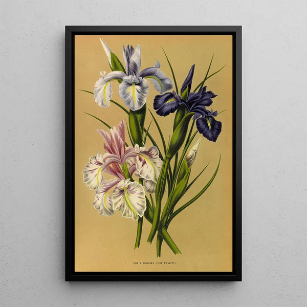Reproduktion af maleriet Iris Xiphioides Iris Anglica - Arentina Hendrica Arendsen