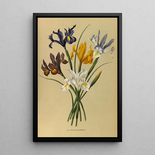 Reproduktion af maleriet Iris Xiphium Iris Hispanica - Arentina Hendrica Arendsen