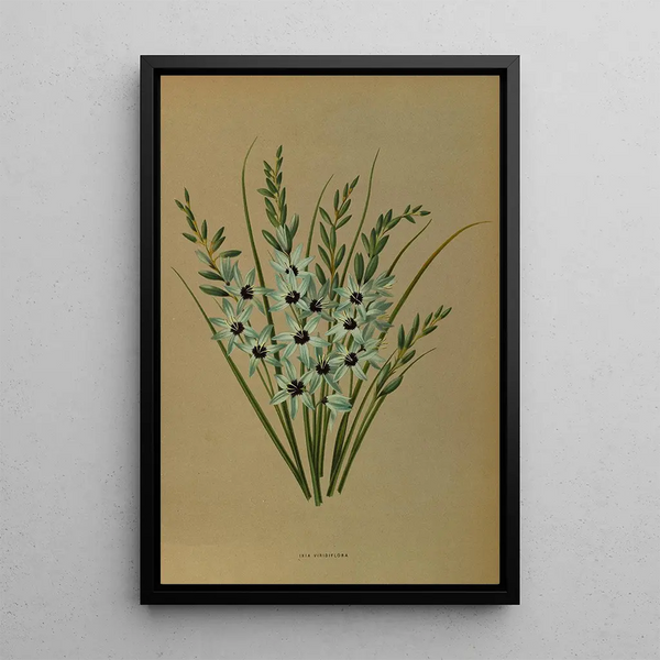Reproduktion af maleriet Ixia Viridiflora - Arentina Hendrica Arendsen