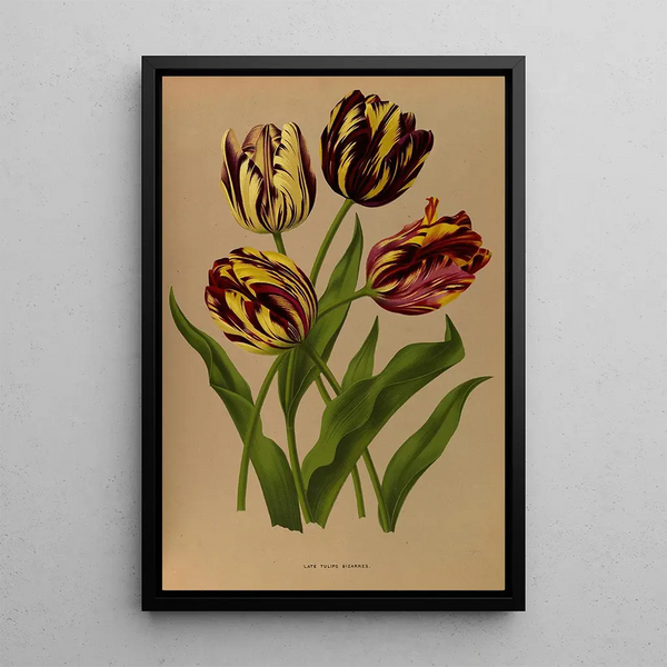 Reproduktion af maleriet Tulipes tardives bizarres - Arentina Hendrica Arendsen