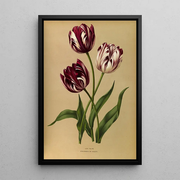 Tulipes tardives - Arentina Hendrica Arendsen — indrammet kunstværk på væggen
