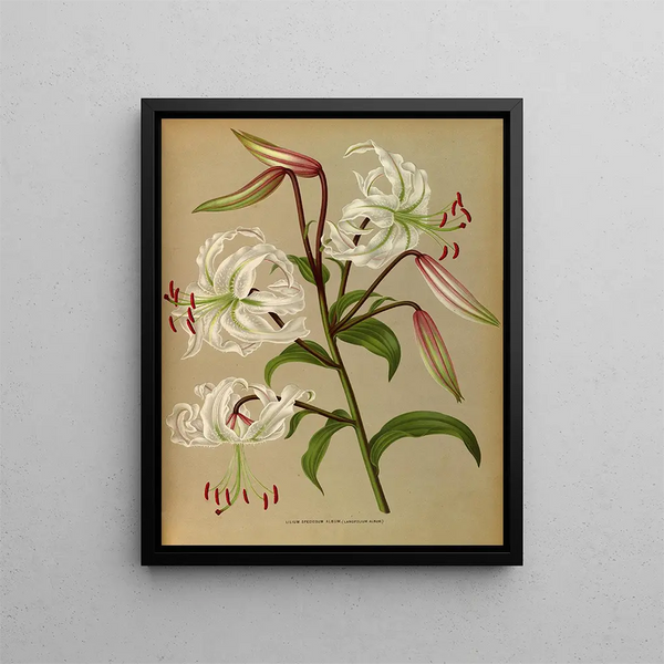 Lilium speciosum album, lancifolium album - Arentina Hendrica Arendsen — indrammet kunstværk på væggen