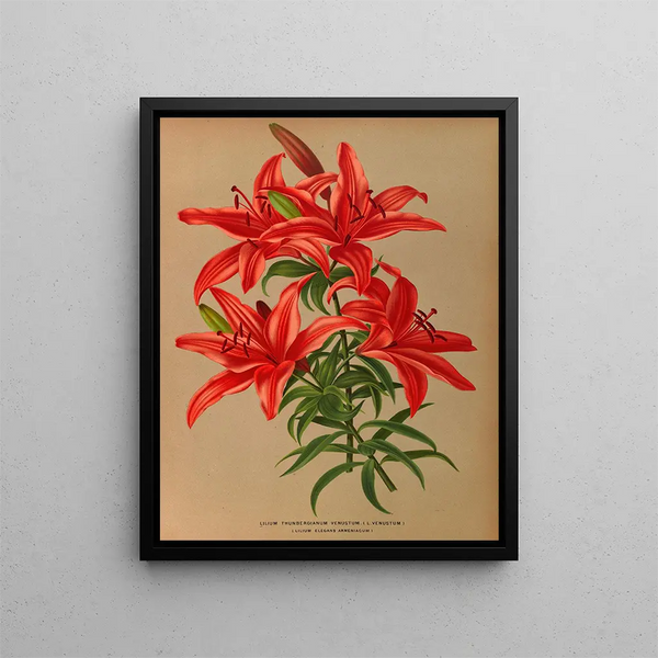 Lilium thunbergianum venustum - Arentina Hendrica Arendsen — indrammet kunstværk på væggen