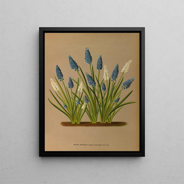 Muscari botryoides Muscari botryoides Var Alba - Arentina Hendrica Arendsen — indrammet kunstværk på væggen