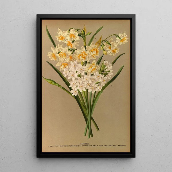 Reproduktion af maleriet Narcisse 2 - Arentina Hendrica Arendsen
