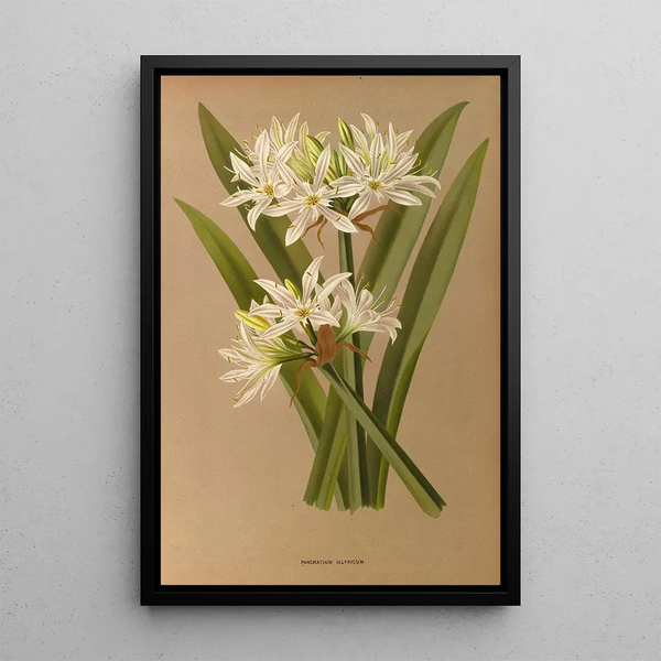 Reproduktion af maleriet Pancratium illyricum - Arentina Hendrica Arendsen