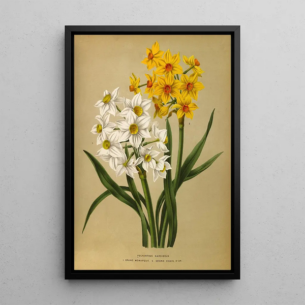 Narcisse polyanthus Grand Monarque Grand Soleil d'Or - Arentina Hendrica Arendsen — indrammet kunstværk på væggen