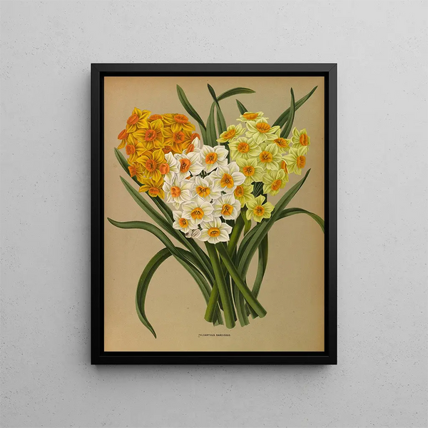 Narcisse Polyanthus - Arentina Hendrica Arendsen — indrammet kunstværk på væggen