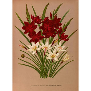 Arentina Hendrica Arendsen - Schizostylis Coccinea 2 Zephyranthes Candida.webp