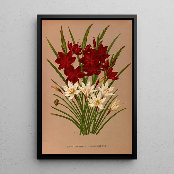 Schizostylis coccinea Zephyranthes candida - Arentina Hendrica Arendsen — indrammet kunstværk på væggen