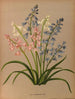 Scilla campanulata varr - Arentina Hendrica Arendsen — visning af kunstværket