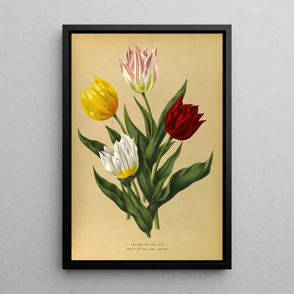 Reproduktion af maleriet Tulipes simples Duc Van Tholl - Arentina Hendrica Arendsen
