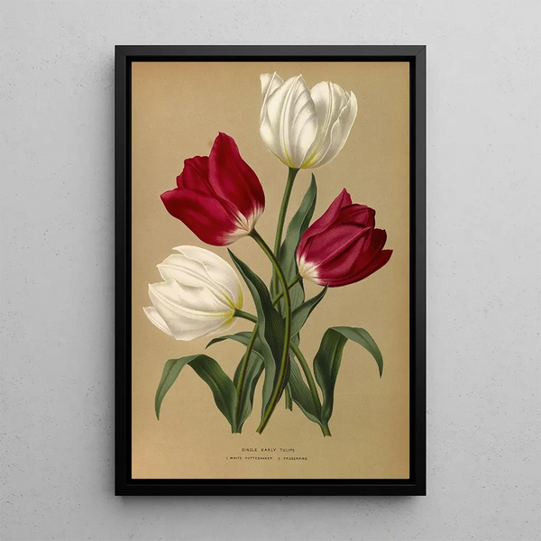 Reproduktion af maleriet Tulipes simples précoces White Pottebakker Proserpine - Arentina Hendrica Arendsen