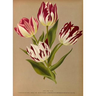 Arentina Hendrica Arendsen - Single Early Tulips 2.webp