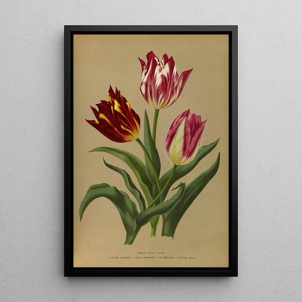 Reproduktion af maleriet Tulipes simples précoces 3 - Arentina Hendrica Arendsen