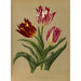 Reproduktion af maleriet Tulipes simples précoces 3 - Arentina Hendrica Arendsen