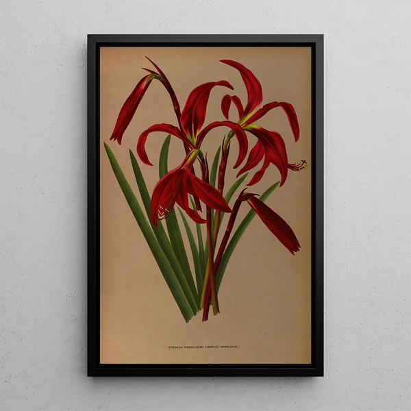 Reproduktion af maleriet Sprekelia formosissima Amaryllis formosissima - Arentina Hendrica Arendsen